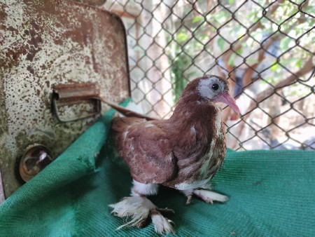 કબૂતર વેચવા નાછે