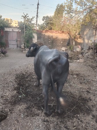 ભેંસ વેચવાની છે