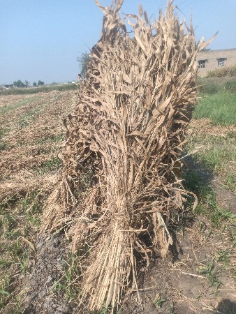 ડૂંડા વારી જવાર વેચવાની છે