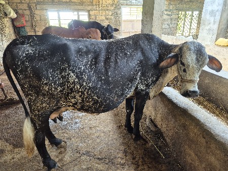 hf ગીર ક્રોસ