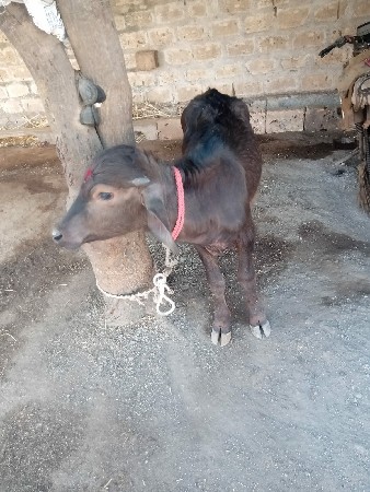 પાડી વેચવાની સે