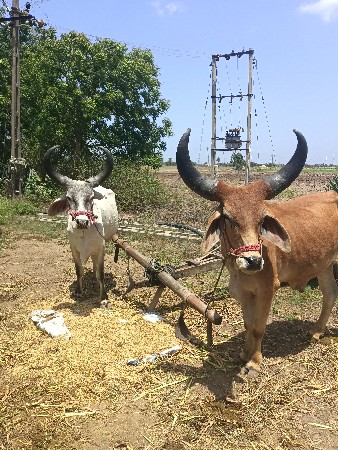 એક વાવણી કરેલ