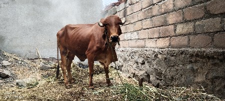 દેશી ગીર ગાય 
3 વેતર