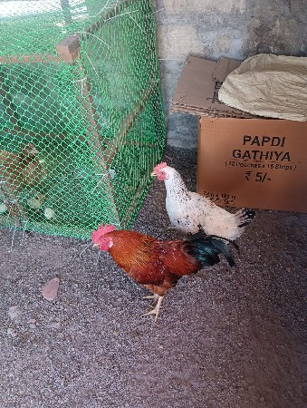 દેશી કૂકડી તથા કૂકડો વેચવાનો છે