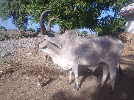 थंबनेल 2