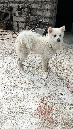 મેલ ડોગ પોમેડિયન સે