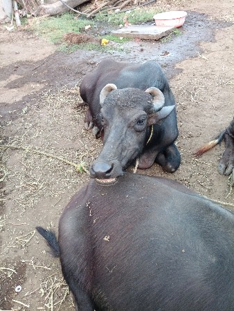 પાંચ ખડેલી વે ચવાની છે