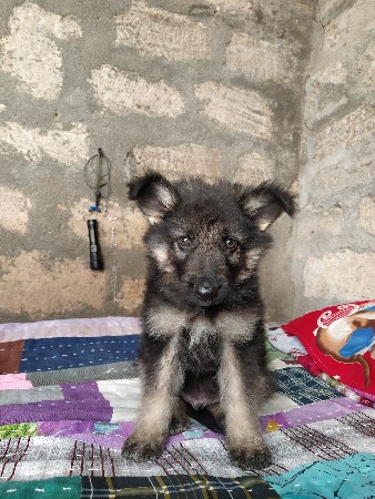 German shepherd dog 2 month