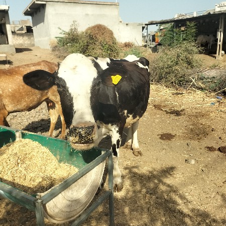 થંબનેલ 3