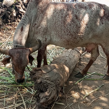 ગાય વેચવાની છે