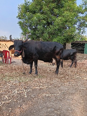 थंबनेल 3