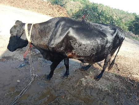 20.દિવચ.નિ.કાચી.3.વેટર.