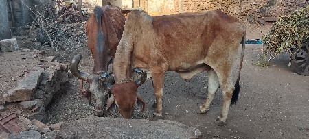 બરદવેશવાનાછે