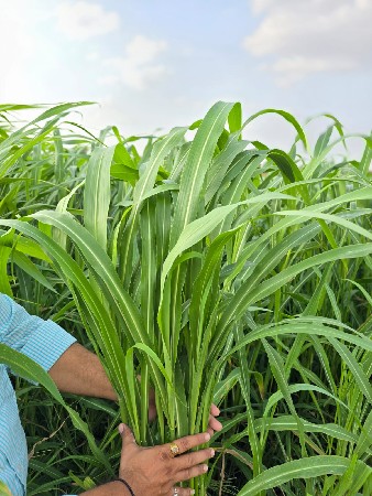 વાઠ વાળુ બારમાસી ધાસ નુ બીયારણ