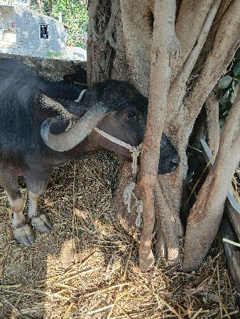 20 25 દિવસ નિ કાચી