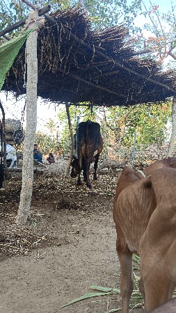 ગાય વેચવાની છે