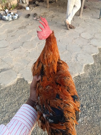 આ કૂકડો વેચવાનો છે