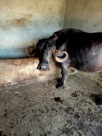 ભેંસ વેચવાની છે