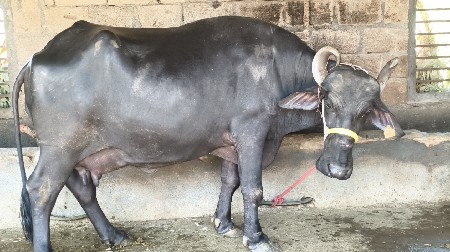 थंबनेल 2