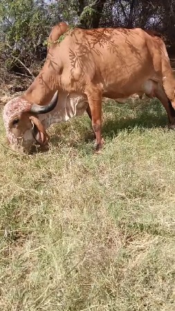 કાબરી ગાય