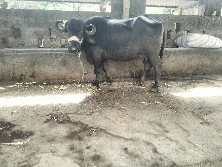 थंबनेल 2