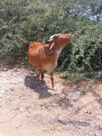 આહોડકી વેચવાનીસે