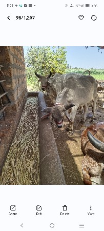 ઘોધલા વેસવાના છે