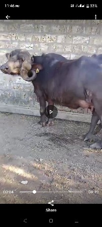 પેલું વેતર