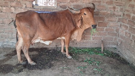 સાટા કરવાનાછે