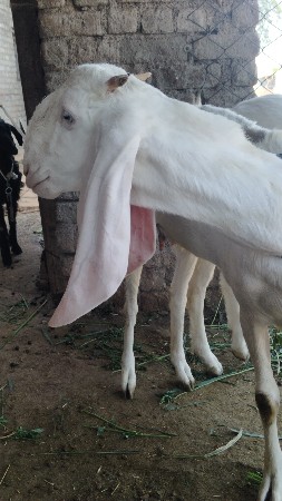 ગુલાબી પાઠ