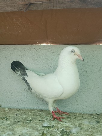 થંબનેલ 2