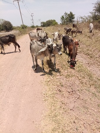 વાછડા વેચવાના છે