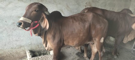 थंबनेल 3