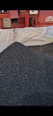 ડુંગળીનુ બીયારણ વેચવાનુ છે