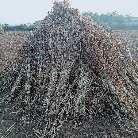 niran vechavani chhe