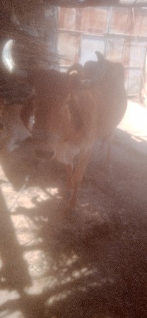 ગાય વેચવાની છે
