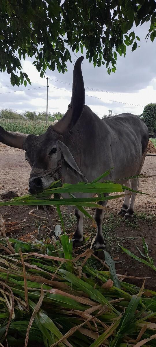બળદ વેચવાનો છે