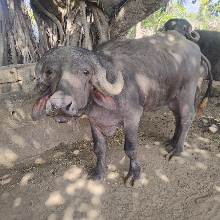 थंबनेल 2