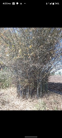 વાહડી વેસવાની સે