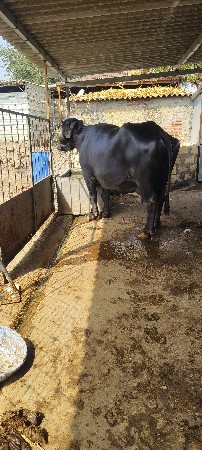 થંબનેલ 2