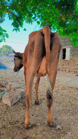 જર્સી ક્રોસ  ઓડકી