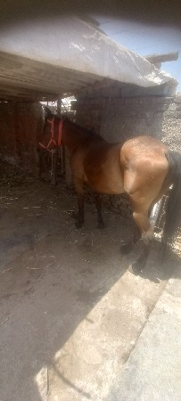 ઘોડીવેચવાનીન થીસાટુજકરવુછે