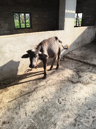 પાડી વેસવાની સે