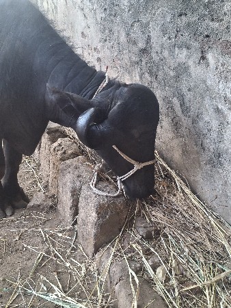 જાફરાબાદી 
5 મહીના ની ગાભણ