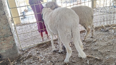 કુરબાનીમાટે પેસીલસચવલછે