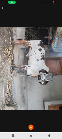 ગીર લીલડી હોડકી