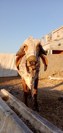 કાબરી ઓડકી વેચવાની છે