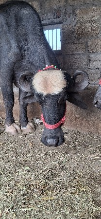 બે ખડેલી વેચવાની છે