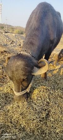 ખડેલી વેચવાનિ છે