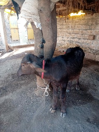 थंबनेल 3